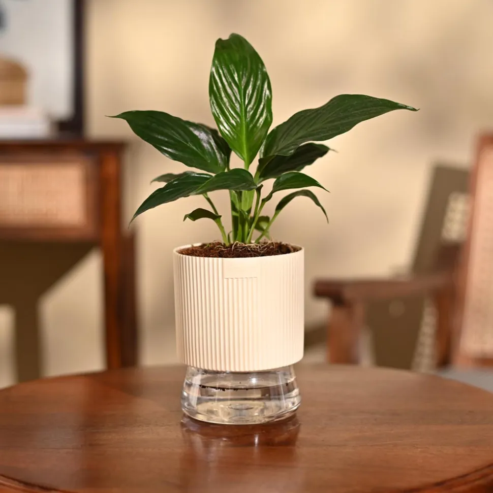 Peace Lily Plant