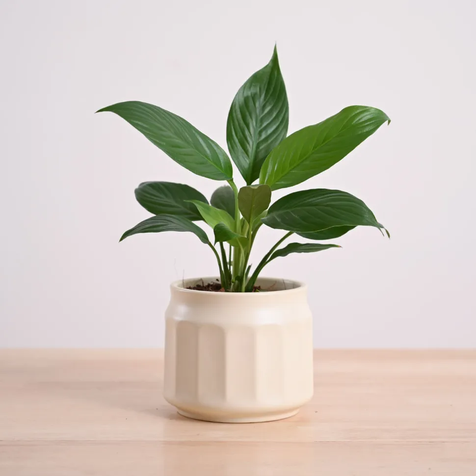 Peace Lily Plant