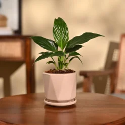 Peace Lily Plant