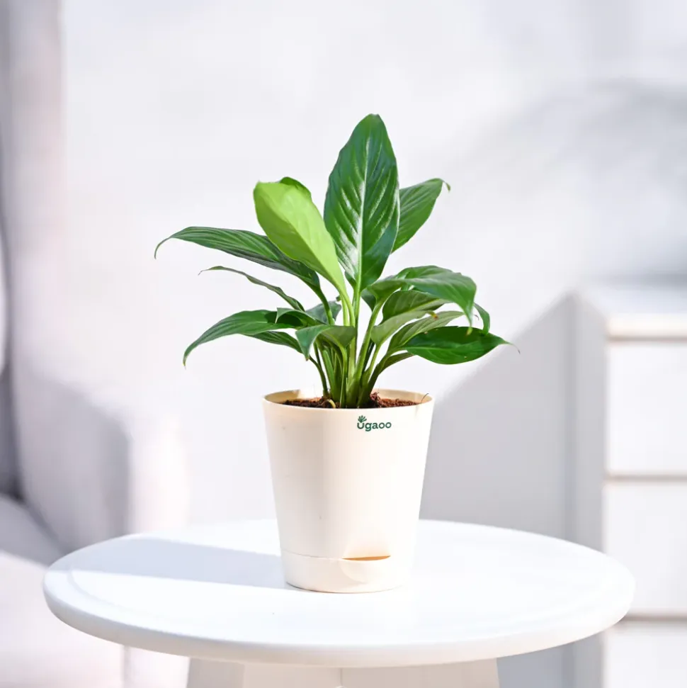 Peace Lily Plant