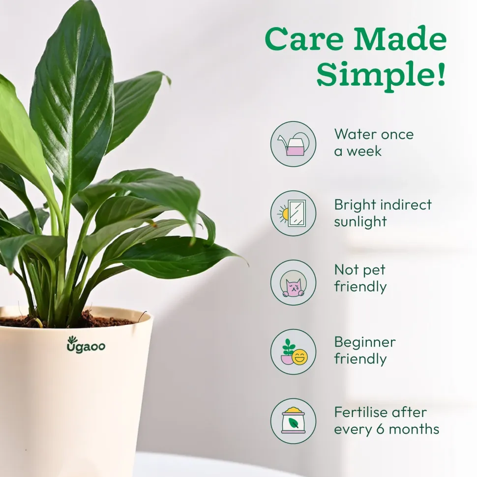 Peace Lily Plant