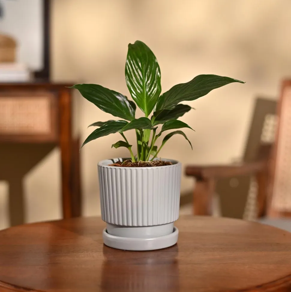 Peace Lily Plant