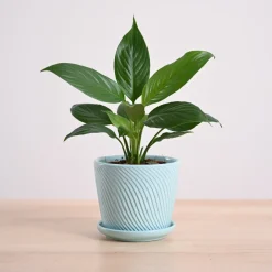 Peace Lily Plant