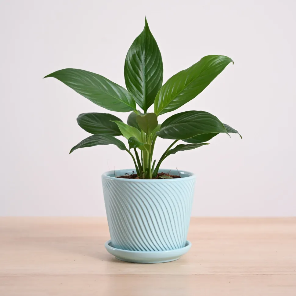 Peace Lily Plant
