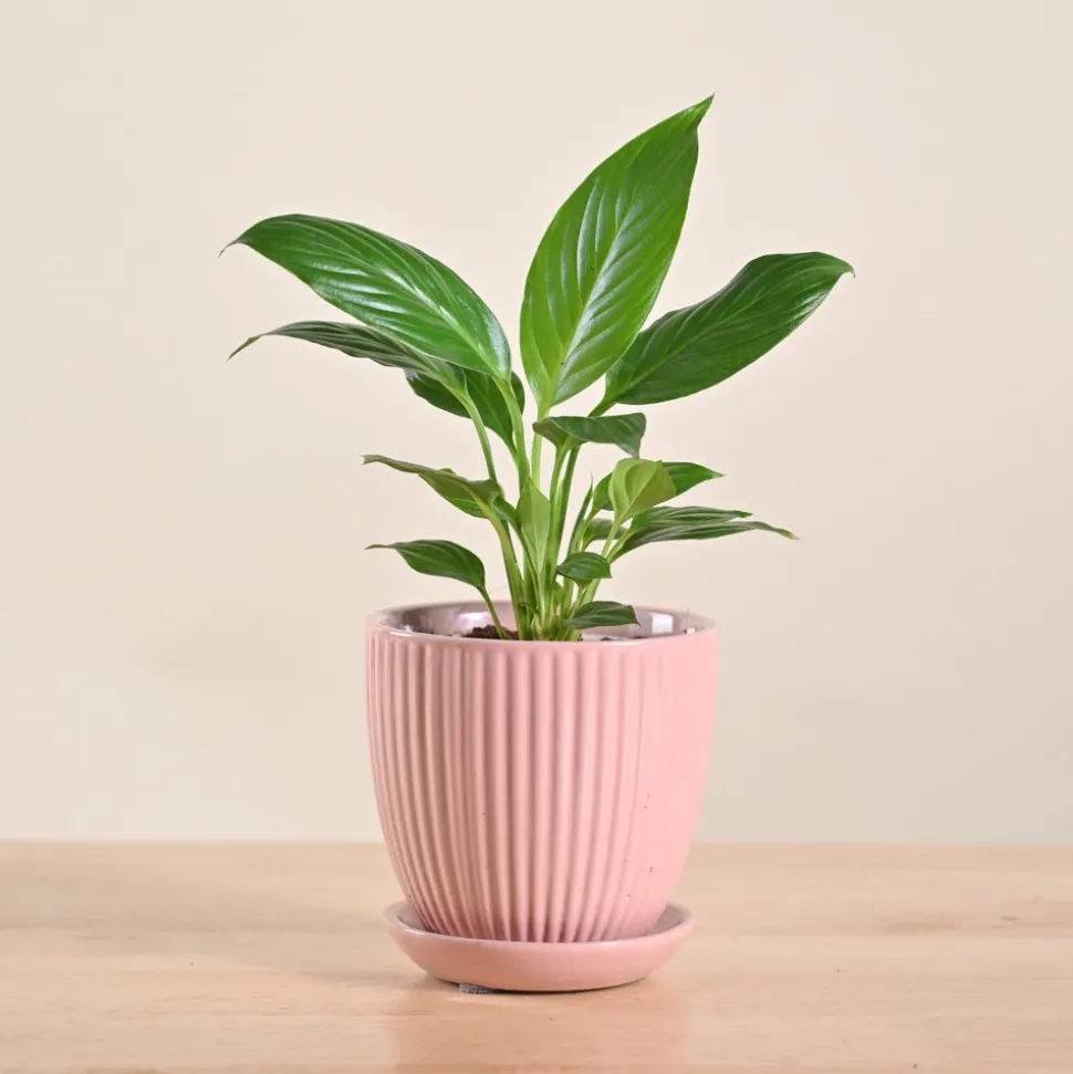 Peace Lily Plant