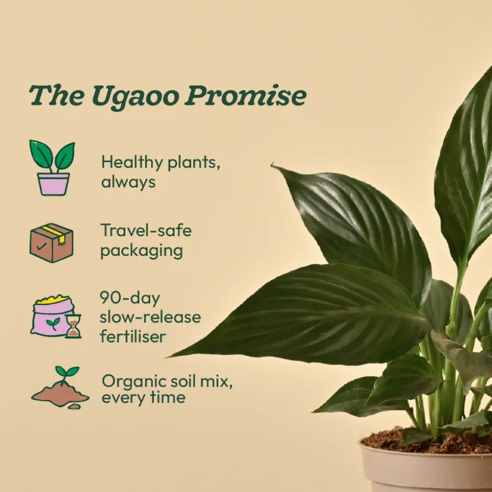 Peace Lily Plant