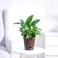 Peace Lily Plant