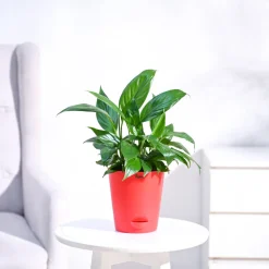 Peace Lily Plant