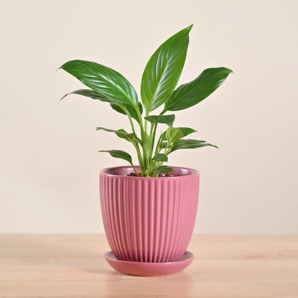Peace Lily Plant