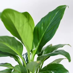 Peace Lily Plant