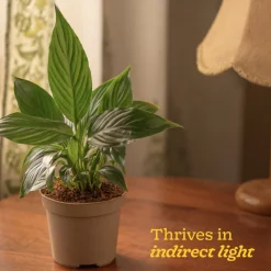Peace Lily Plant