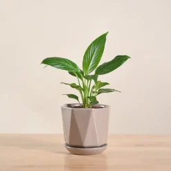 Peace Lily Plant