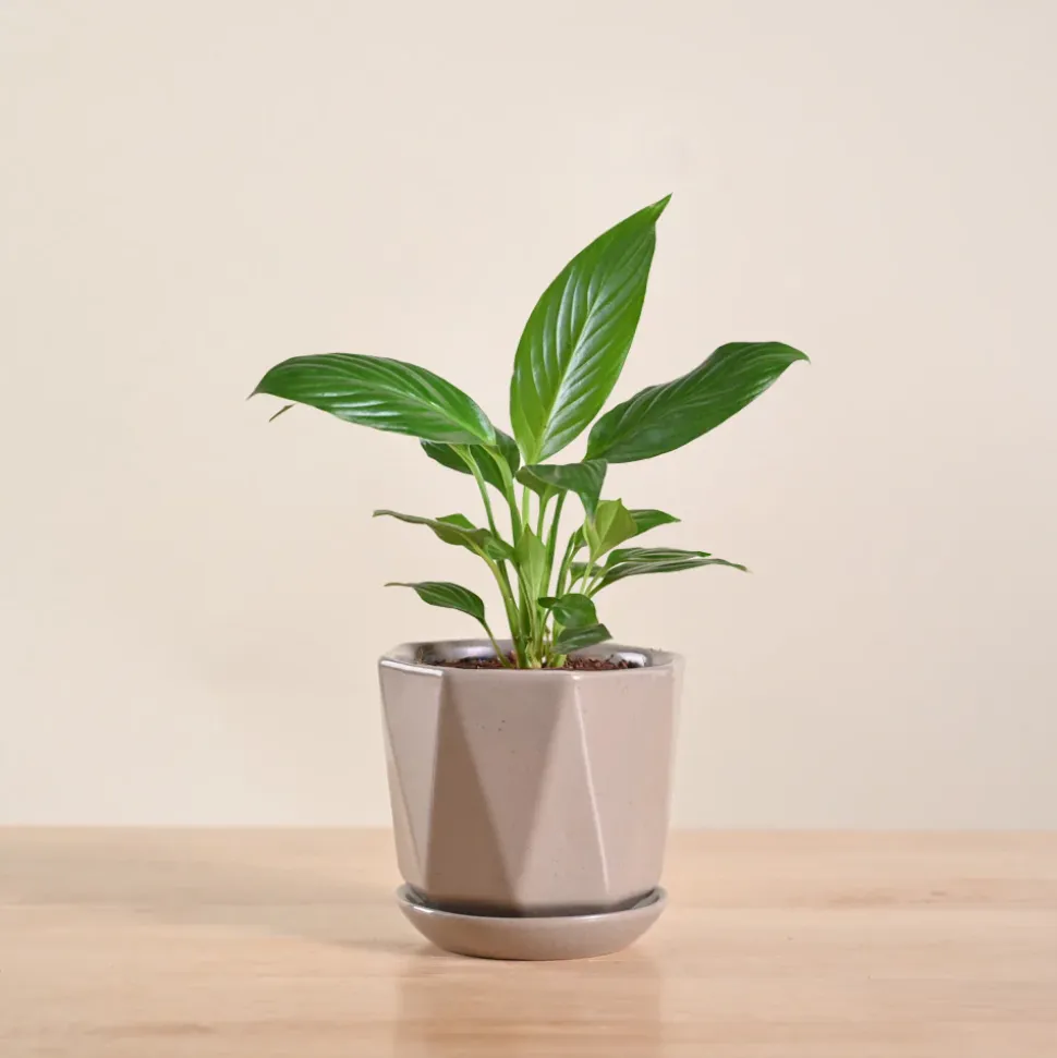 Peace Lily Plant