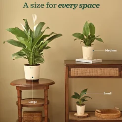 Peace Lily Plant