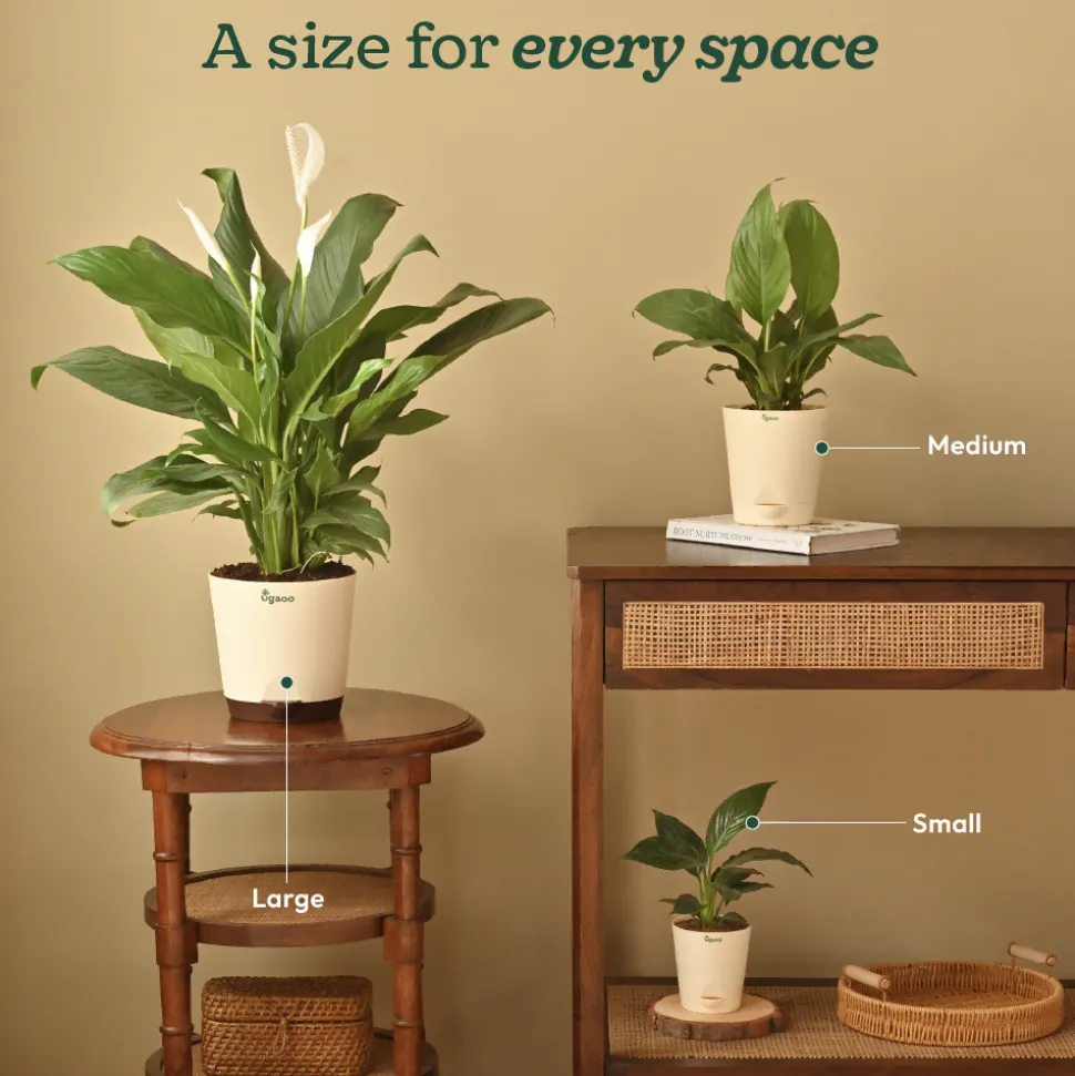 Peace Lily Plant