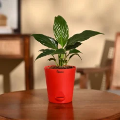 Peace Lily Plant