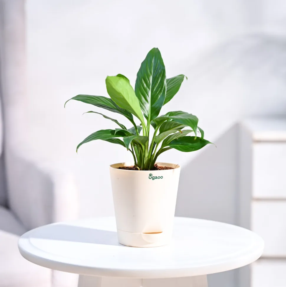 Peace Lily Plant