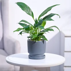 Peace Lily Plant