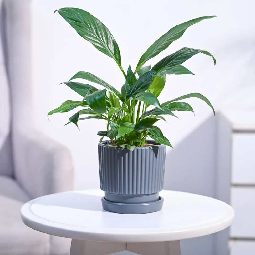 Peace Lily Plant