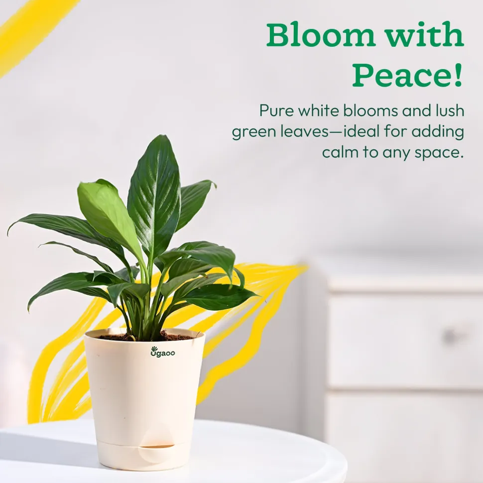 Peace Lily Plant