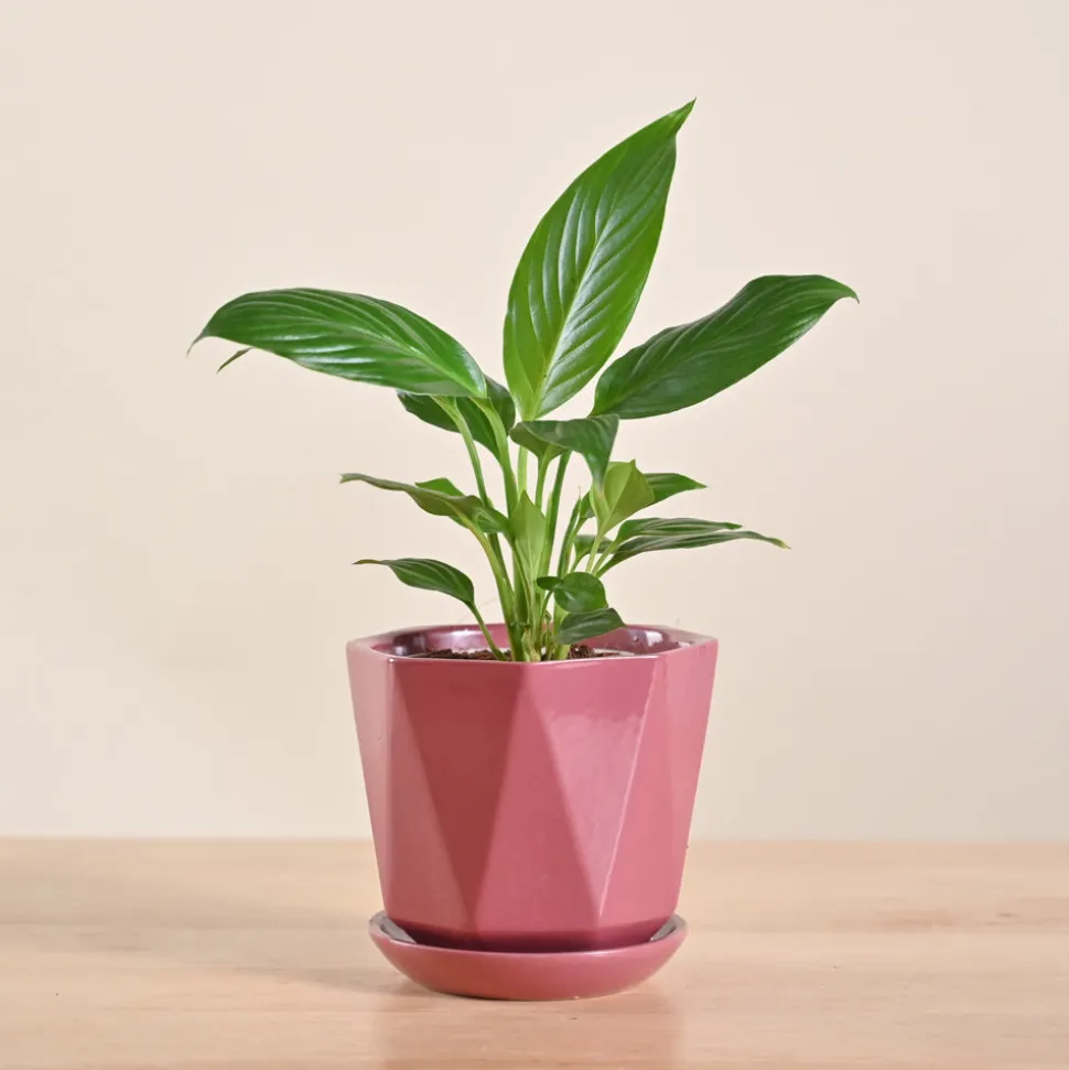 Peace Lily Plant