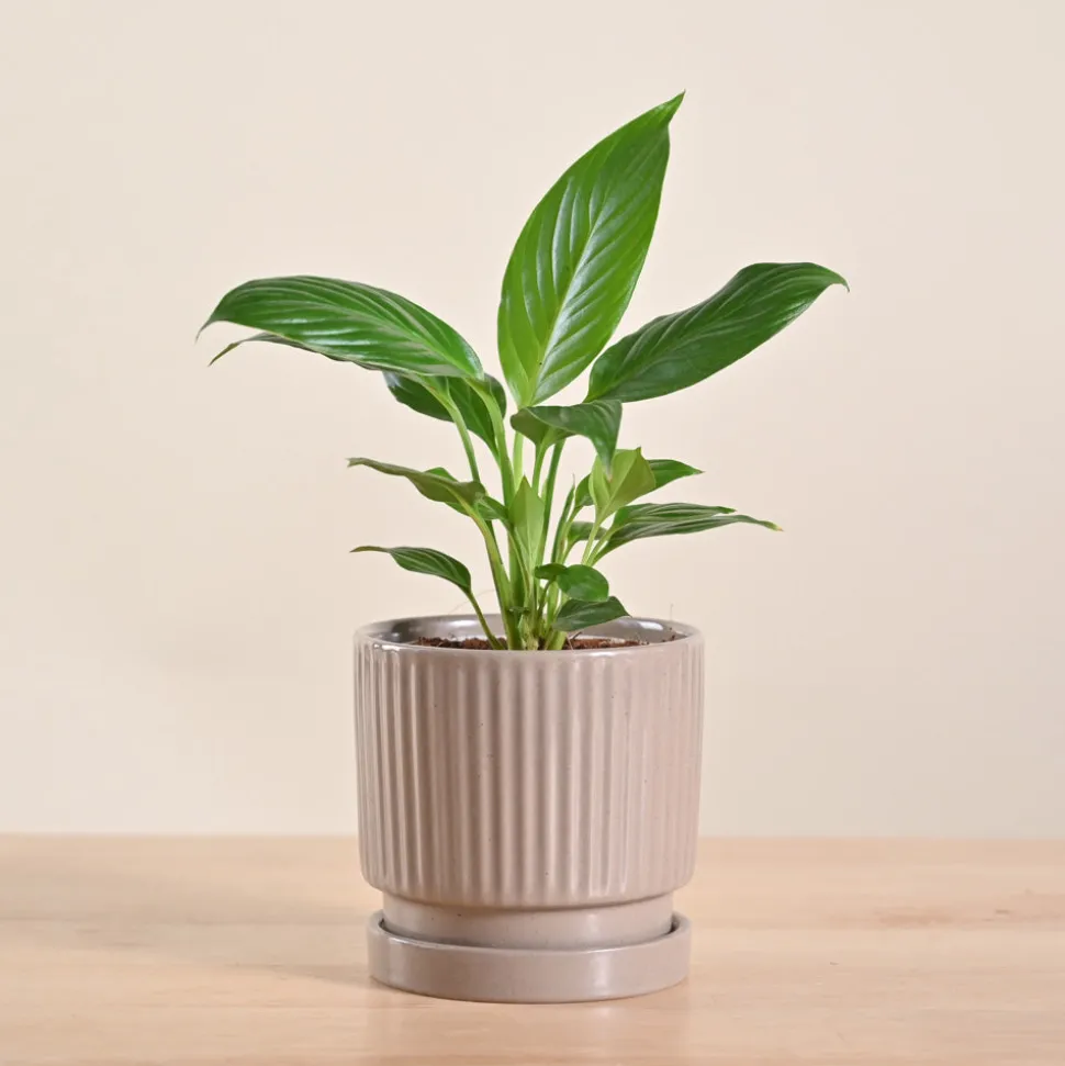 Peace Lily Plant
