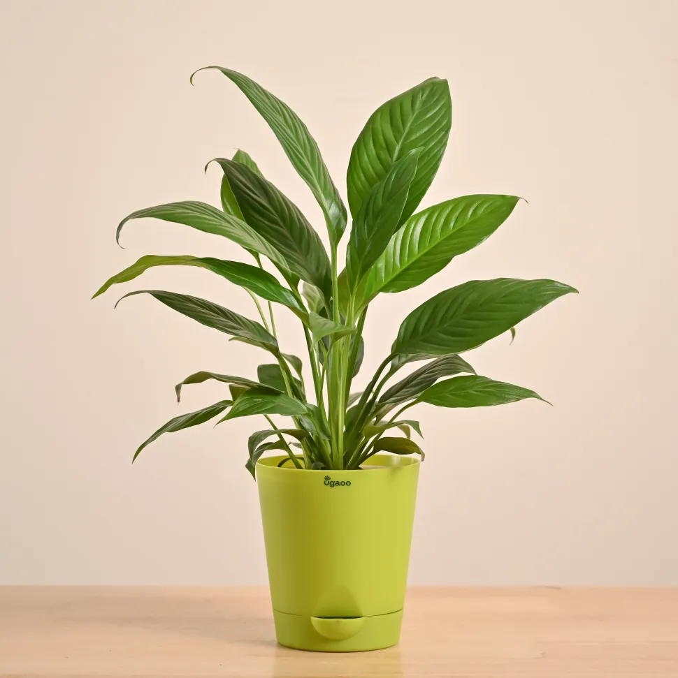 Peace Lily Plant