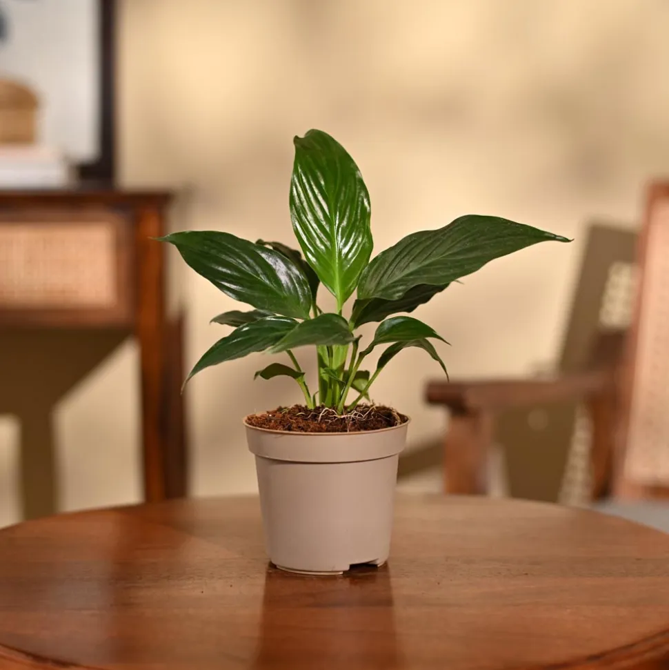 Peace Lily Plant
