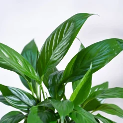 Peace Lily Plant