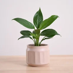 Peace Lily Plant