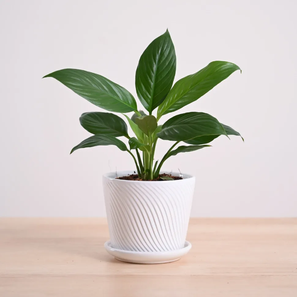 Peace Lily Plant