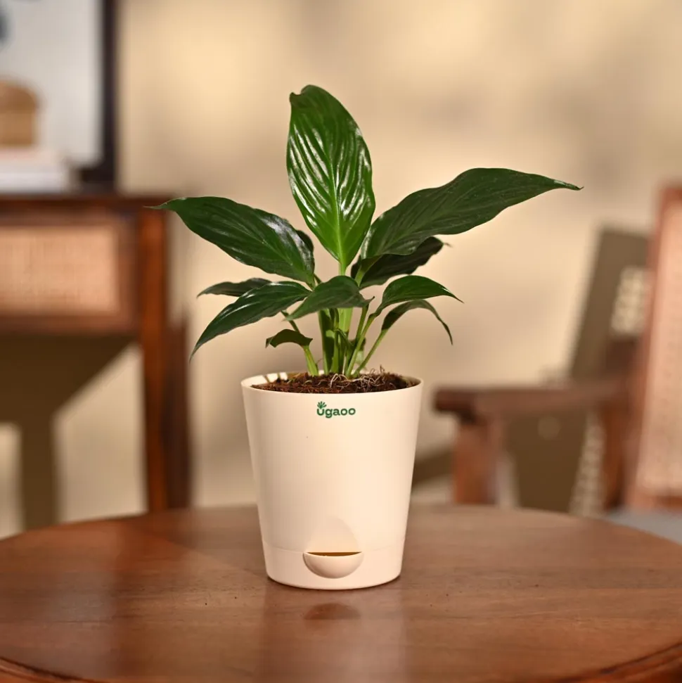 Peace Lily Plant