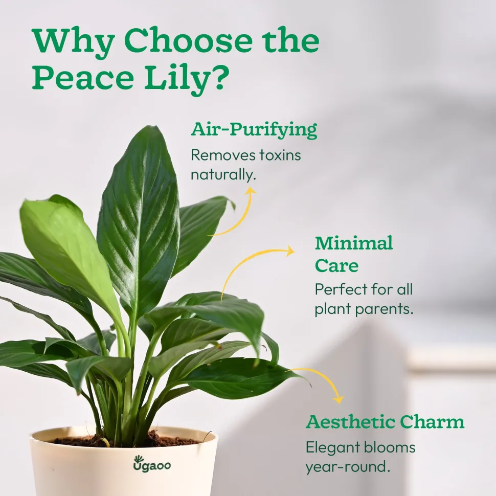 Peace Lily Plant