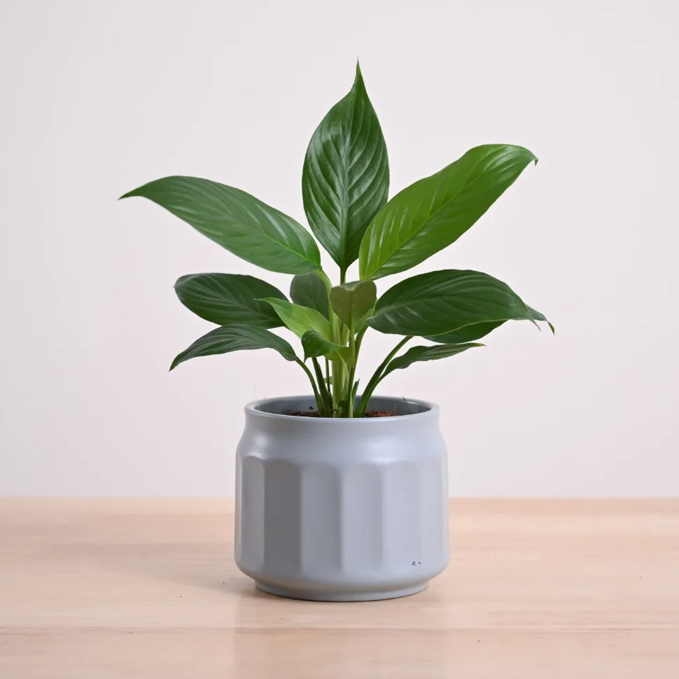 Peace Lily Plant
