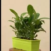 Peace Lily Plant - Set of 2