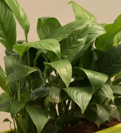 Peace Lily Plant - Set of 2