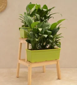 Peace Lily Plant - Set of 2