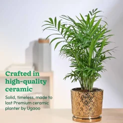 Peacock ceramic pot 5 inch