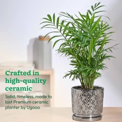 Peacock ceramic pot 5 inch