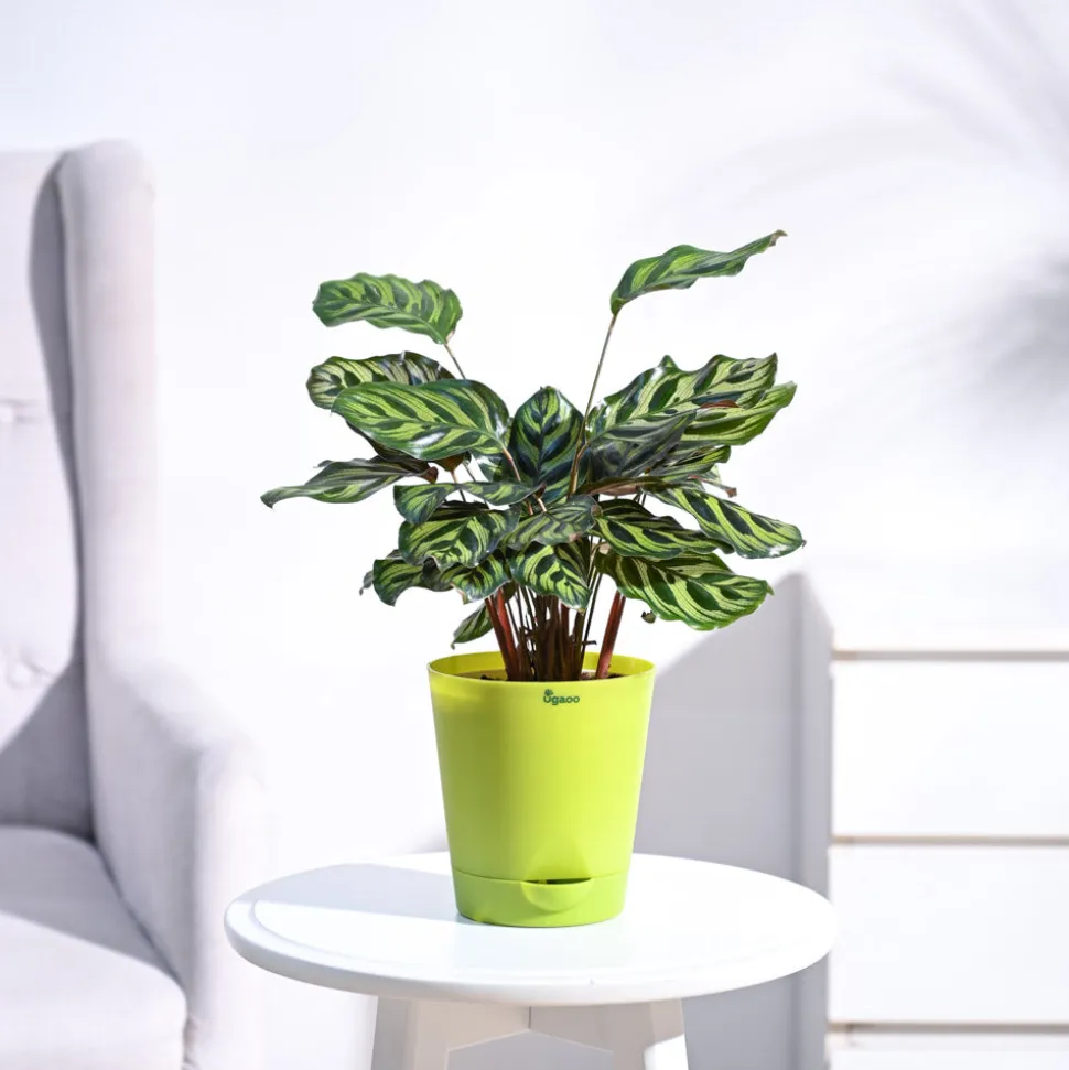 Peacock Plant