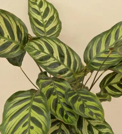 Peacock Plant