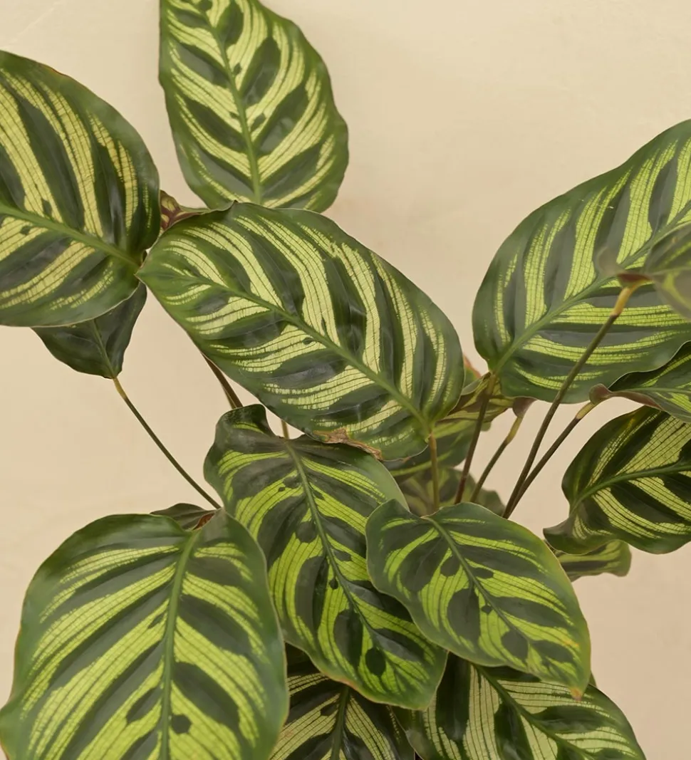 Peacock Plant