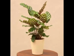 Peacock Plant