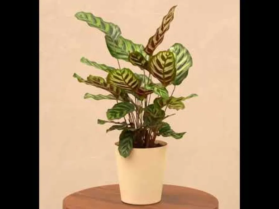 Peacock Plant