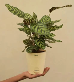 Peacock Plant