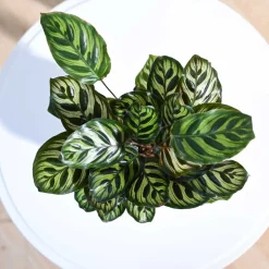 Peacock Plant