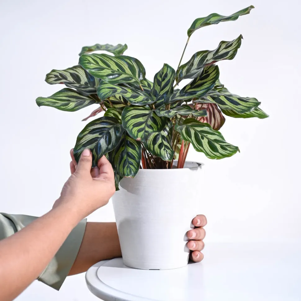 Peacock Plant