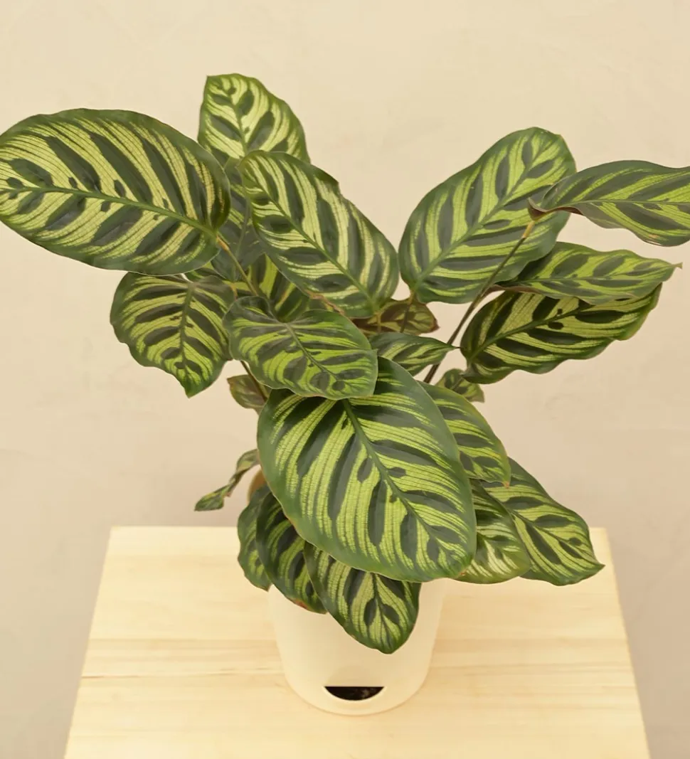Peacock Plant
