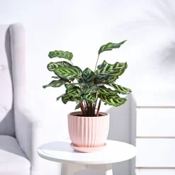 Peacock Plant