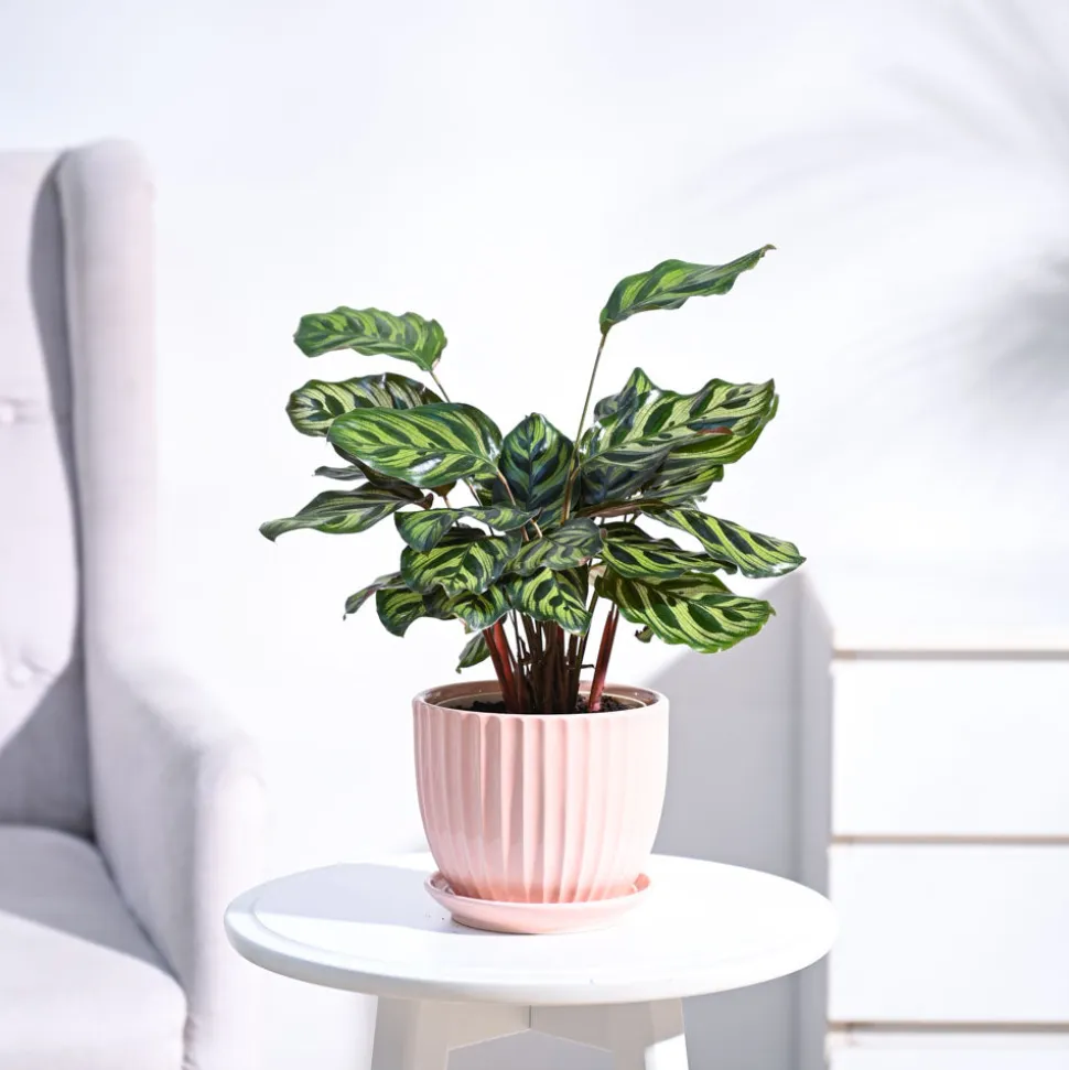 Peacock Plant